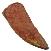 Tand van de Afrikaanse T-rex 8,5 cm