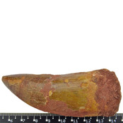 Zahn des afrikanischen T-Rex 8,5 cm