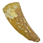 Tand van de Afrikaanse T-rex  7 cm