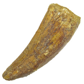carcharodontosaurus tooth