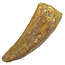 Zahn des afrikanischen T-Rex 7 cm