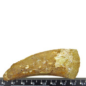 Tooth of the African T-rex  7 cm