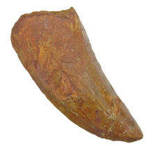 Tand van de Afrikaanse T-rex  6 cm
