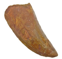 Tooth of the African T-rex  6 cm