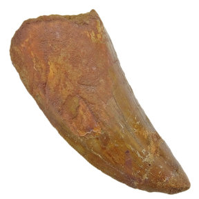 Carcharodontosaurus-Zahn