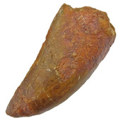 Tooth of the African T-rex  6 cm