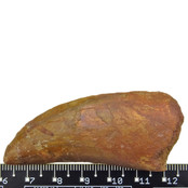 Zahn des afrikanischen T-Rex  6 cm