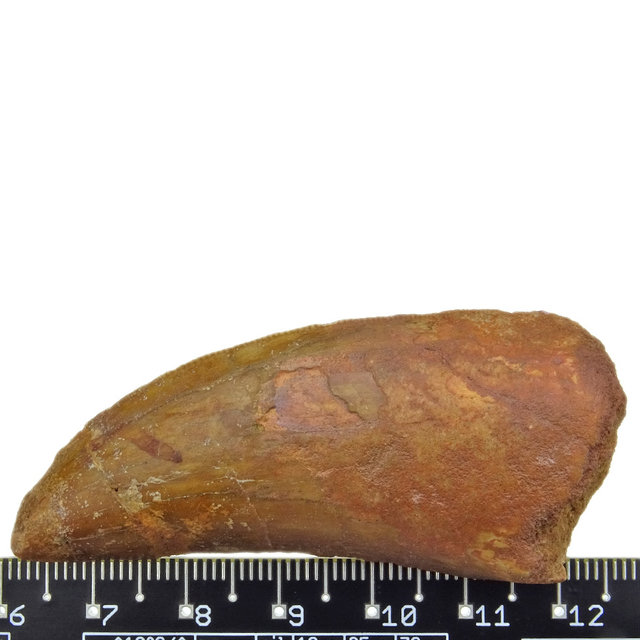 Tooth of the African T-rex  6 cm