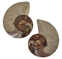 Fossil shell of a nautilus, 985 grams