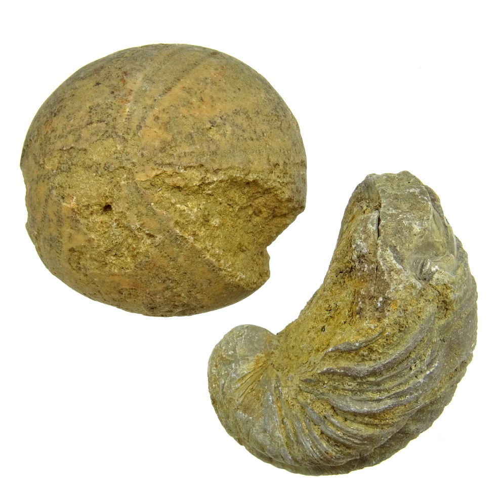 fossil ammonite