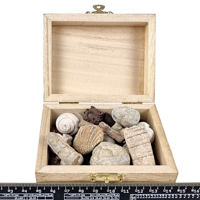 Schatkistje met verschillende fossielen uit Marokko