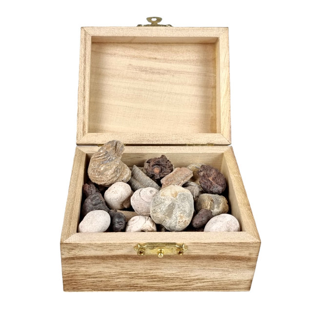 Schatzkiste mit verschiedenen Fossilien aus Marokko