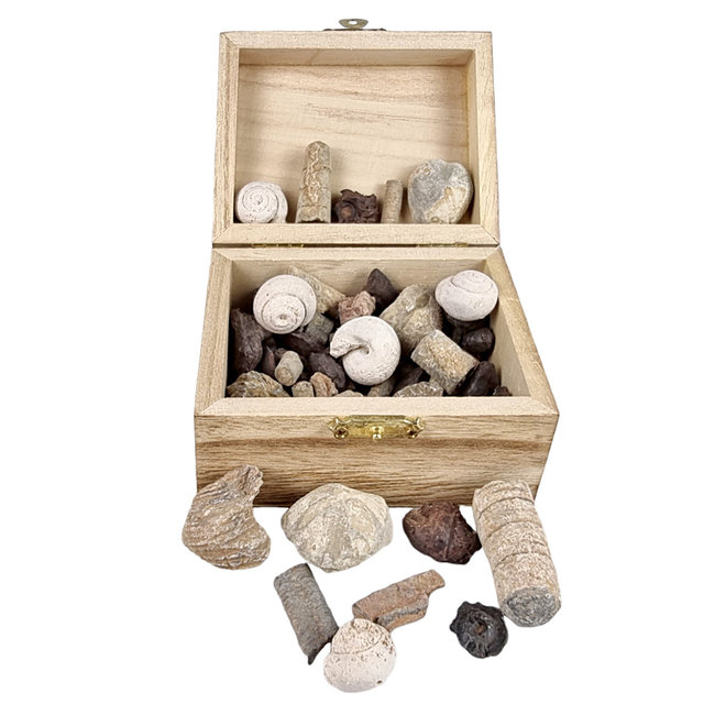 Schatzkiste mit verschiedenen Fossilien aus Marokko