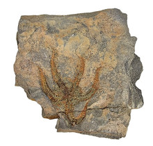 Fossil brittle star from the Ordovician