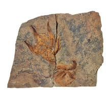 Fossiler Schlangenstern aus dem Ordovizium