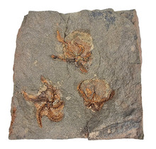 Fossiler Schlangenstern aus dem Ordovizium