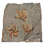 Fossil brittle star from the Ordovician