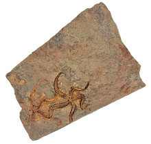 Fossil brittle star from the Ordovician