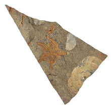 Fossiele slangster uit het Ordovicium