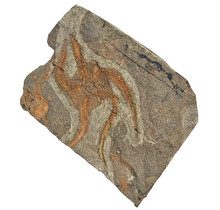 Fossil brittle star from the Ordovician