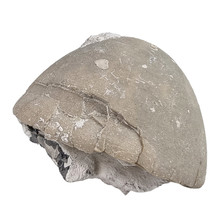 Fossiler Seeigel aus Lixhe Belgien