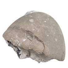 fossiler Seeigel Belgien