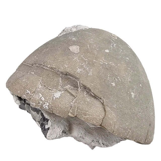 Fossil sea urchin from Lixhe Belgium Fossil sea urchin from Lixhe Belgium