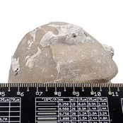 Fossiler Seeigel aus Lixhe Belgien