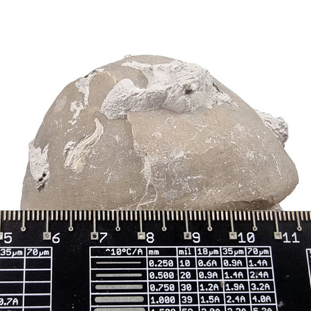 Fossiele zee-egel uit Lixhe België