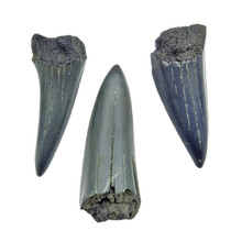 Fossil shark tooth fragments