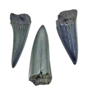 Shark tooth fragments, 3 pieces