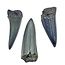 Fossil shark tooth fragments