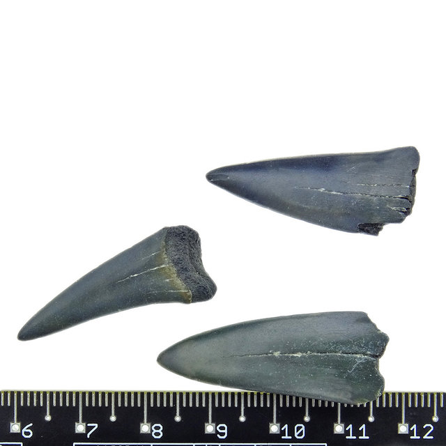 Fossiele haaientand fragmenten