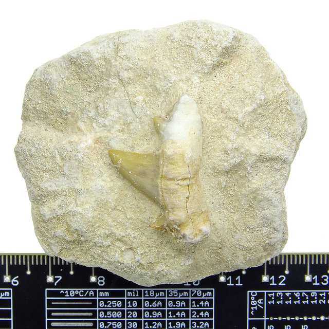 Otodus tooth inlaid in matrix Otodus tooth inlaid in matrix