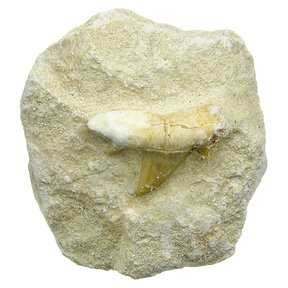 Otodus-Zahn in Matrix