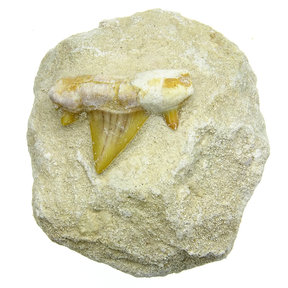 Otodus tand in matrix