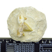 Otodus tand ingelegd in matrix Otodus tand ingelegd in matrix