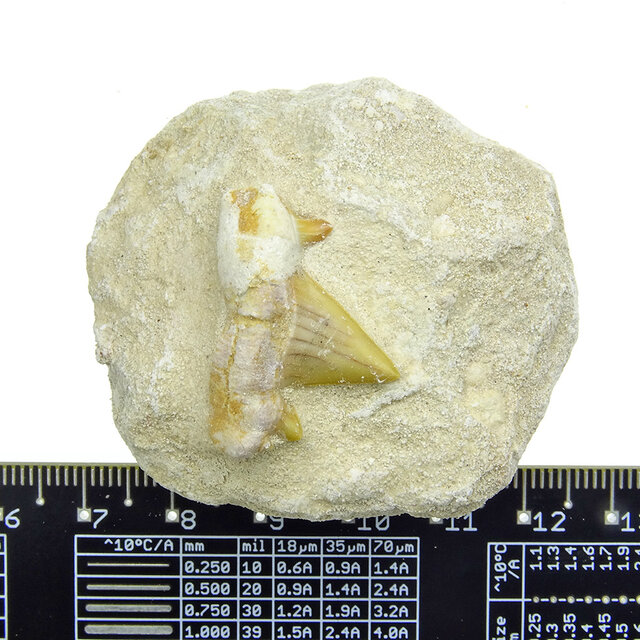 Otodus tand ingelegd in matrix Otodus tand ingelegd in matrix