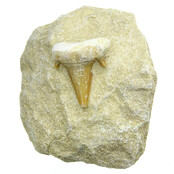 Otodus tand ingelegd in matrix