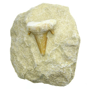 Otodus-Zahn in Matrix