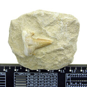 Otodus tooth inlaid in matrix