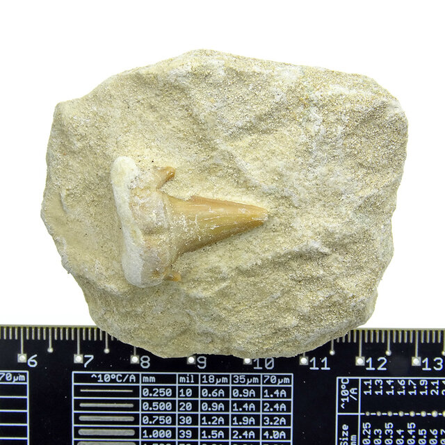Otodus tooth inlaid in matrix