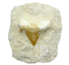 Otodus tooth inlaid in matrix