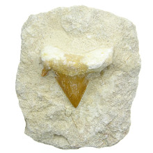 Otodus tooth in matrix