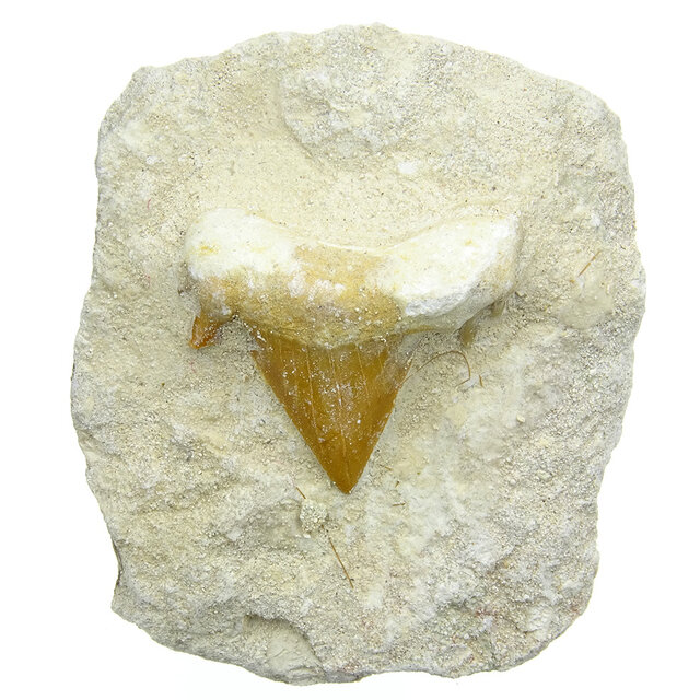Otodus tooth inlaid in matrix Otodus tooth inlaid in matrix