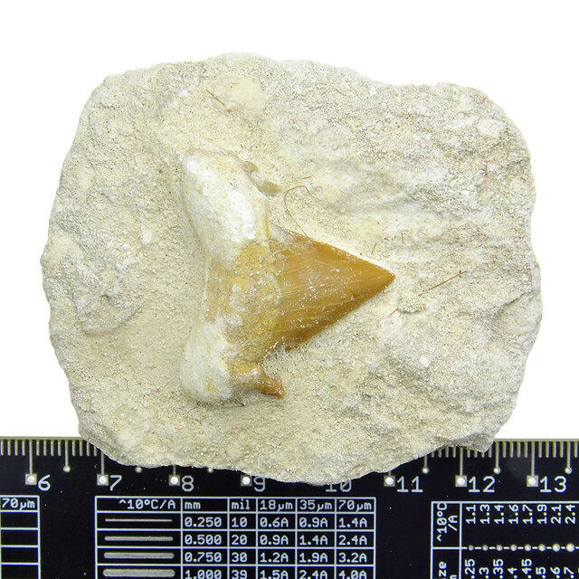 Otodus tooth inlaid in matrix Otodus tooth inlaid in matrix