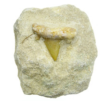 Otodus tooth inlaid in matrix