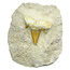 Otodus tooth inlaid in matrix