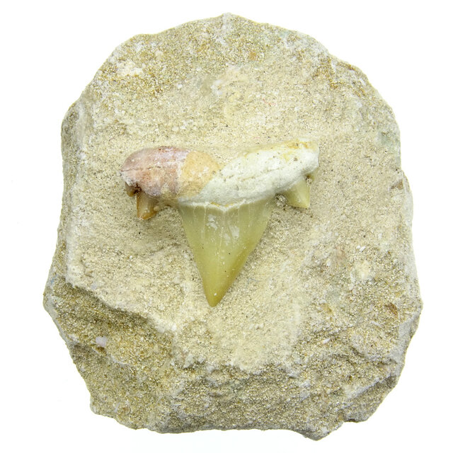 Otodus tooth inlaid in matrix Otodus tooth inlaid in matrix