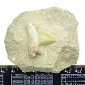 Otodus tand ingelegd in matrix